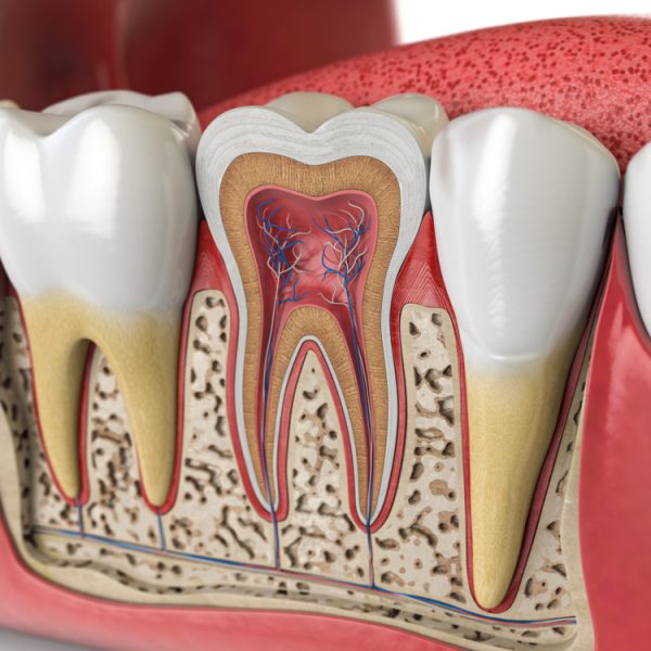 Human,Teeth,Anatomy.,Cross,Section,Of,Human,Tooth.,3d,Illustration